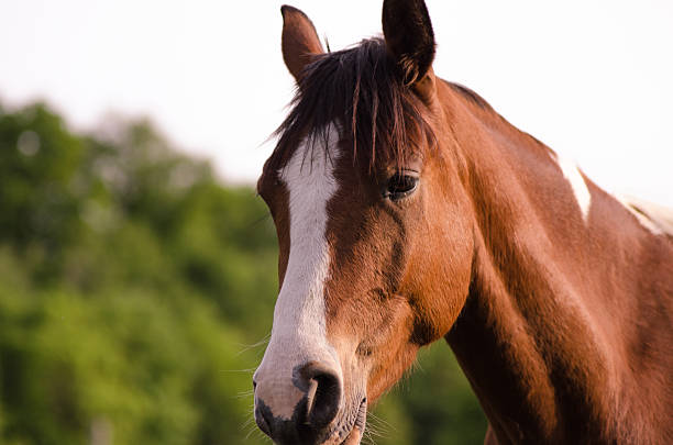 istock Horse on pasture summer evening near sunset 532979856