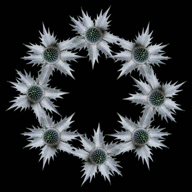 Single eryngium flower, common name sea holly, repeated in a circle pattern on a black background