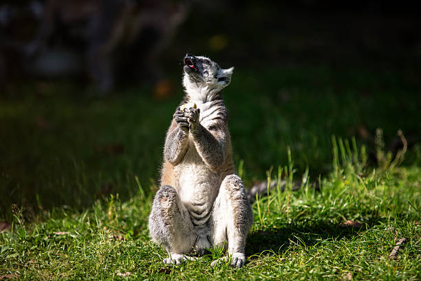 Katta / Ring-tailed Lemur / Lemur catta