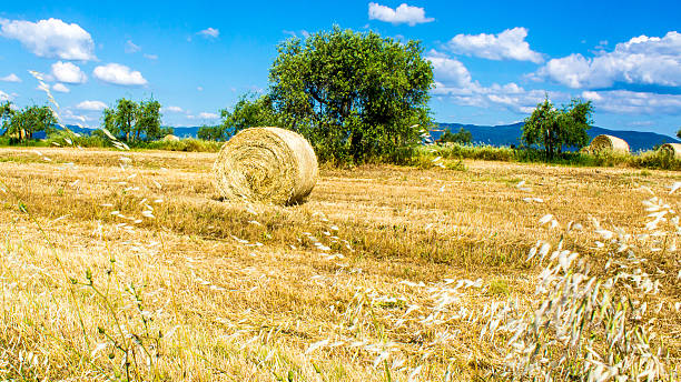 круглые тюков на сено, в поле - clover field blue crop стоковые фото и изображения
