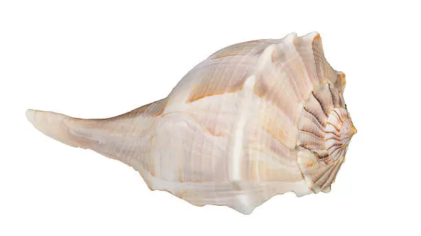 Lightning Whelk, Busycon contrarium, isolated, stacking picture. Shell was found on Sanibel Island, Florida