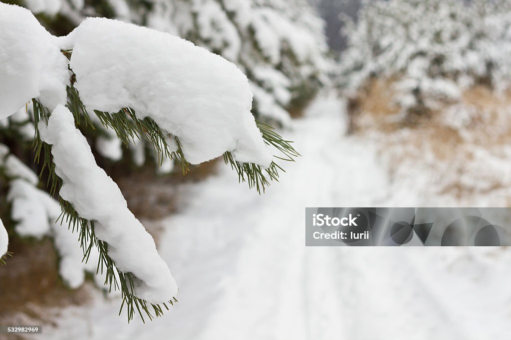 Pine tree in winter Pine tree covered snow in the forest 2015 Stock Photo