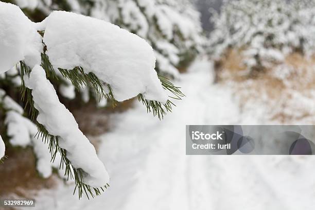 Pine Tree In Winter Stock Photo - Download Image Now - 2015, Blizzard, Branch - Plant Part