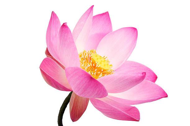istock beautiful lotus flower isolated on white background 532983751