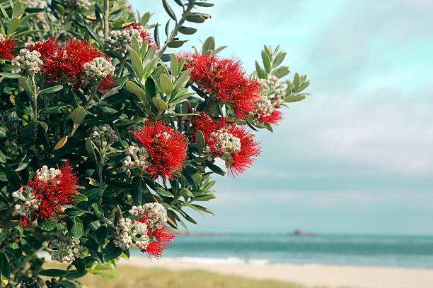 Pohutukawa tree red flowers idyllic beach Pohutukawa tree red flowers nature beach background, Mount Maunganui, New Zealand mount maunganui stock pictures, royalty-free photos & images