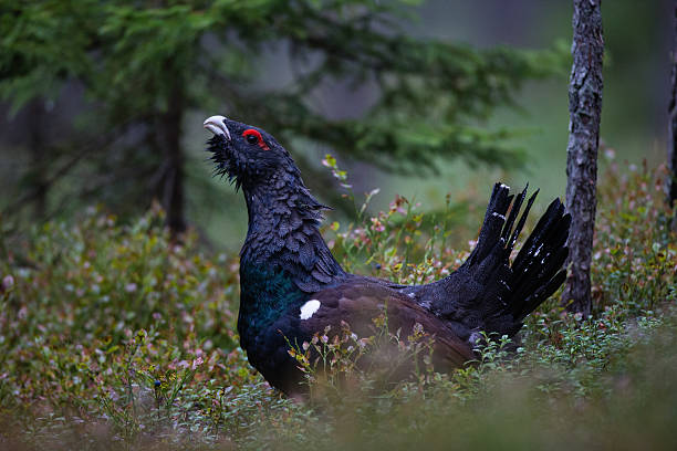 Male Western Capercaillie Male Western Capercaillie in summer tetrao urogallus stock pictures, royalty-free photos & images