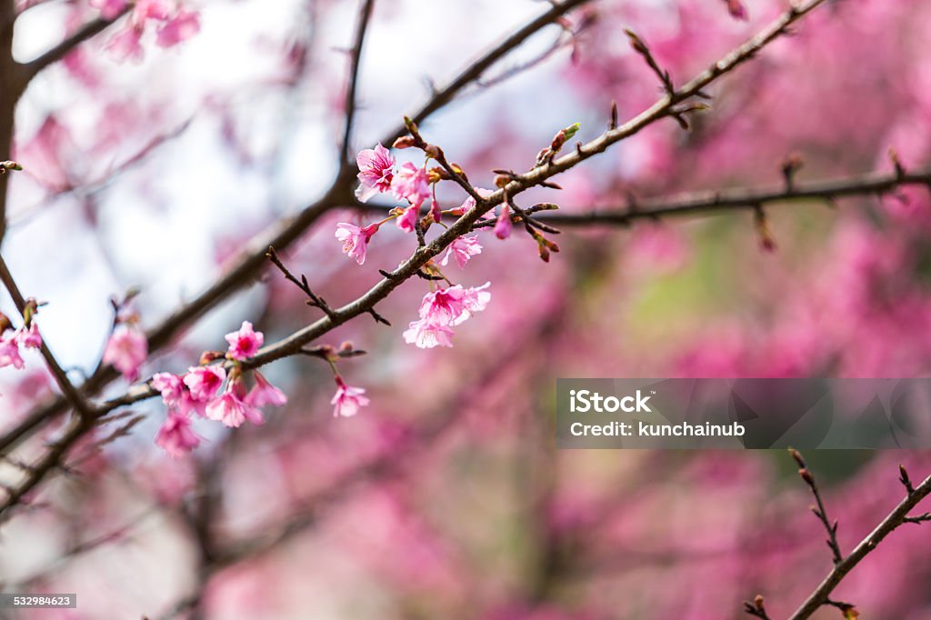 Sakura flower pink Sakura flower in north of Thailand 2015 Stock Photo