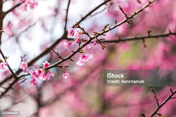 Sakura Flower Stock Photo - Download Image Now - 2015, April, Backgrounds
