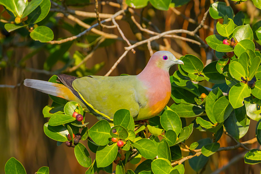Close up of Male Pink-necked Green Pigeon(Treron vernans)