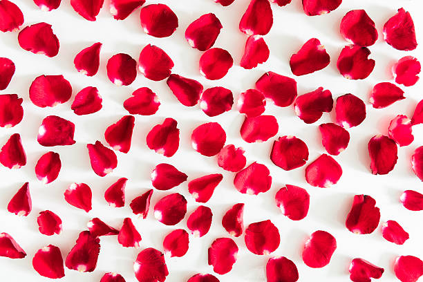 istock Red roses petals Valentine's Day 532986979