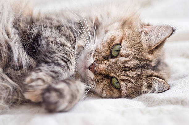 istock Cute little gray cat resting 532987441