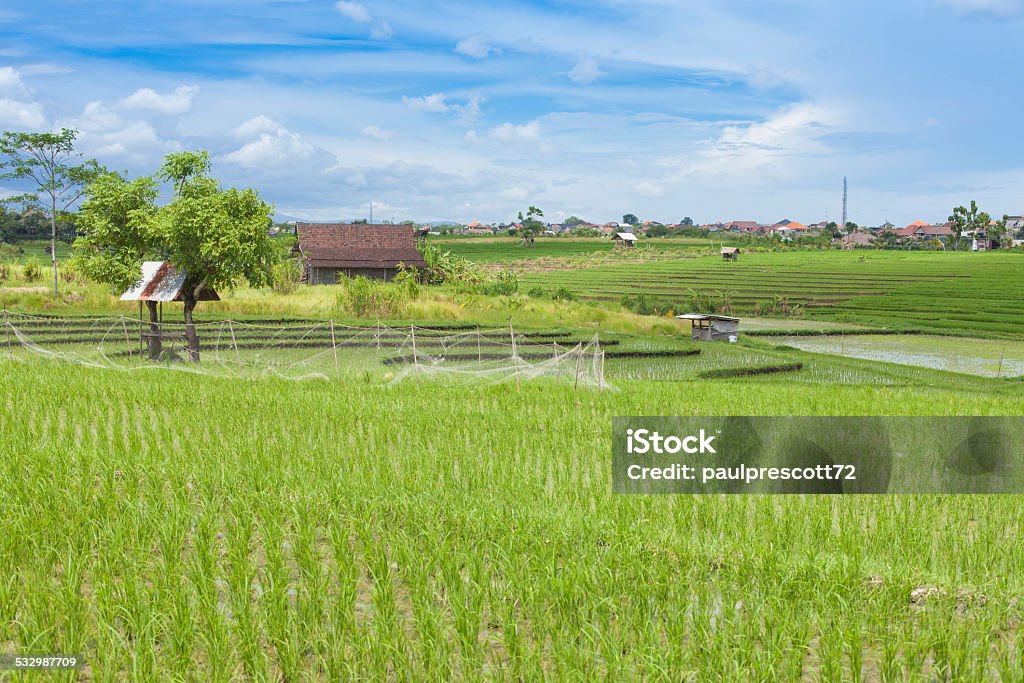 paddy field Paddy fields in the heart of the island of Bali, Indonesia 2015 Stock Photo
