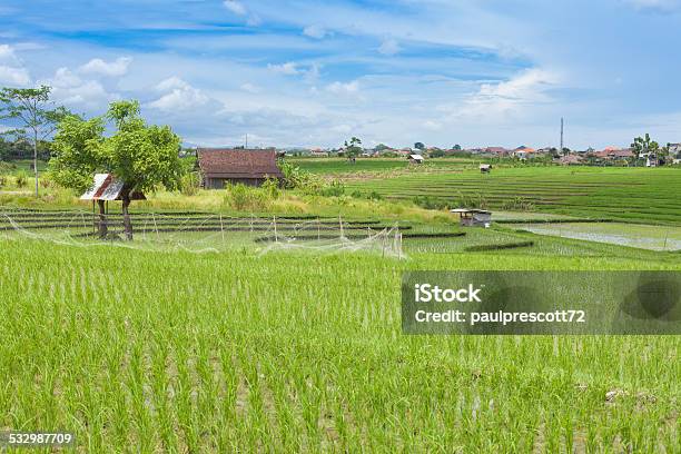 Paddy Field Stock Photo - Download Image Now - 2015, Agricultural Field, Agriculture