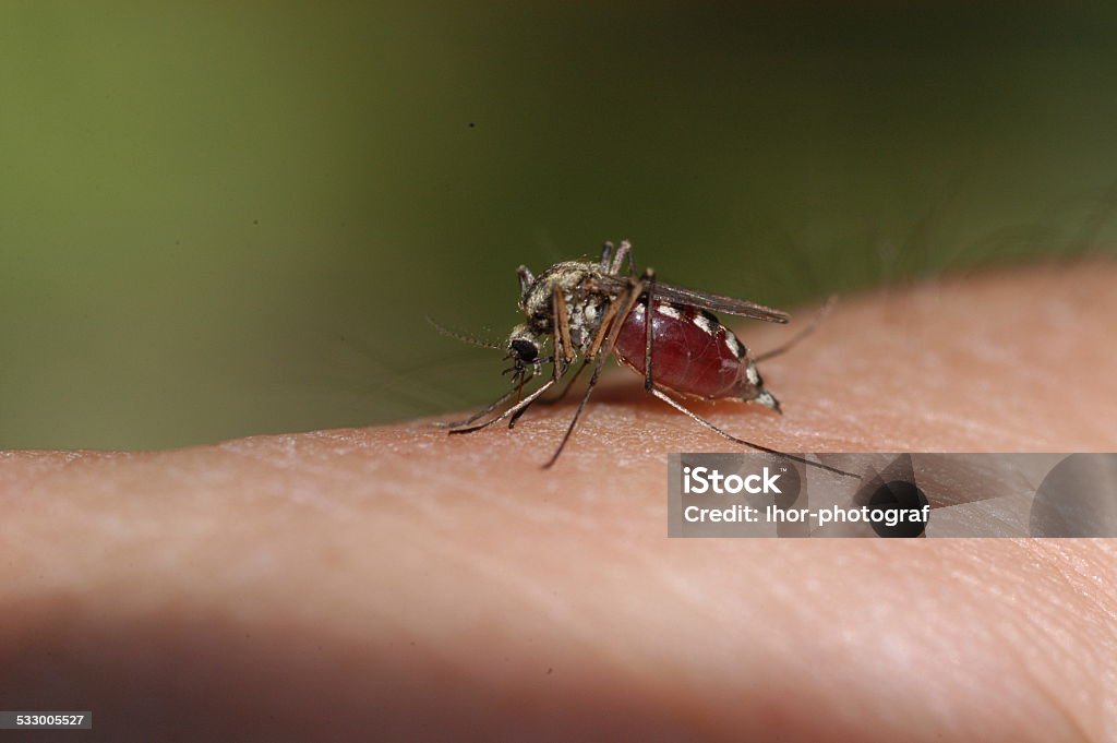 Mosquito bloodsucking Mosquito bloodsucking on human skin.  Belly full with blood. 2015 Stock Photo