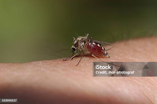 Mosquito Bloodsucking Stock Photo - Download Image Now - 2015, Animal, Animal Body Part