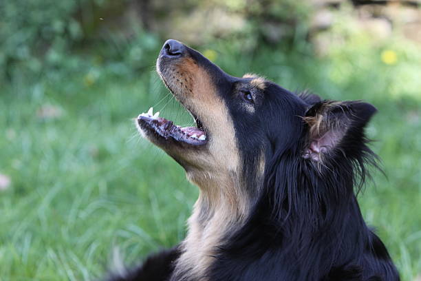 negro-marrón perro mestizo - begleiter fotografías e imágenes de stock