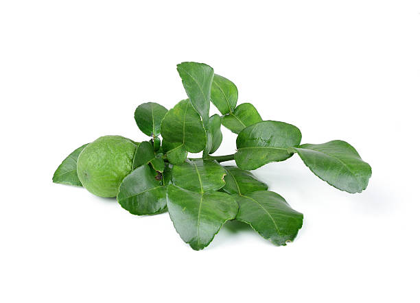 istock Fresh kaffir lime with leaf isolated on white background 533007469