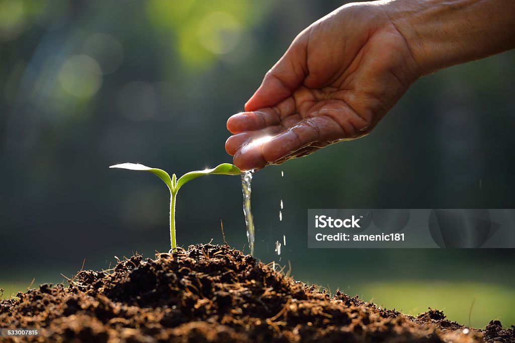 Young plant Farmer's hand watering a young plant Water Stock Photo