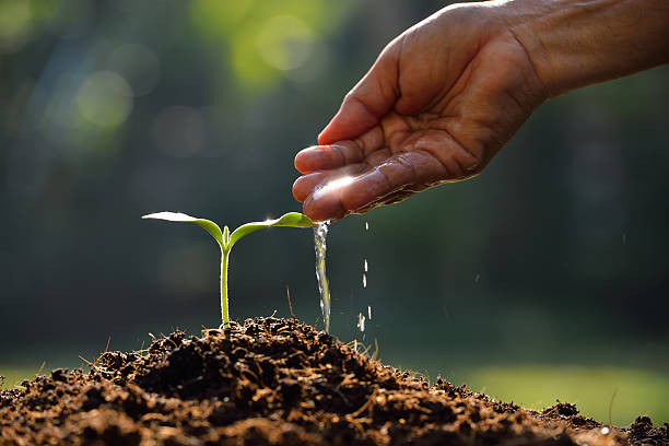 Young plant Farmer's hand watering a young plant hands holding plant soil stock pictures, royalty-free photos & images