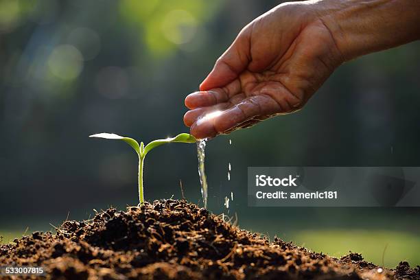 Young Plant Stock Photo - Download Image Now - Water, Watering, Plant