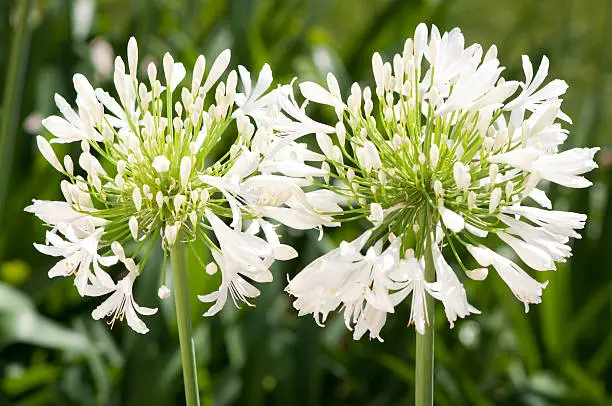 Two white flowers of Agapanthus in blossom