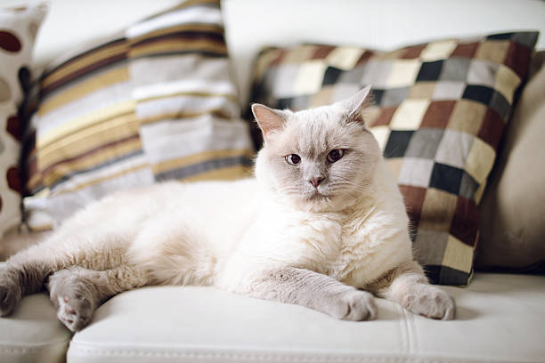 istock beautiful cat British Shorthair 533008683