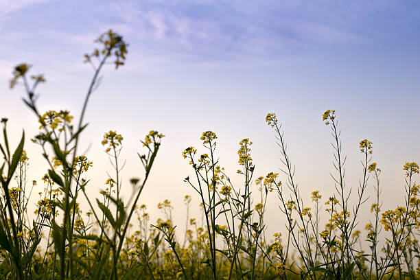 campo de mostaza - mustard plant mustard field clear sky sky fotografías e imágenes de stock