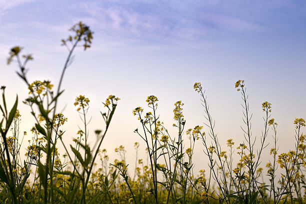 campo de mostarda - mustard plant mustard field clear sky sky - fotografias e filmes do acervo