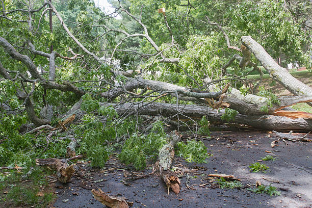 istock Tree Down Obstructing a Neighborhood Street 533010403