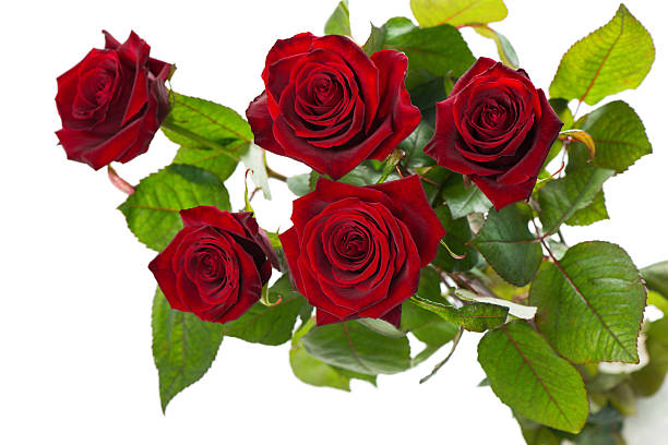 Red Roses Stock Photo - Download Image Now - Five Objects, Rose - Flower, Red - iStock