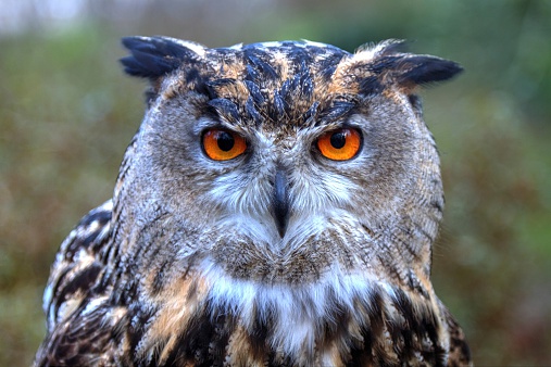 A close-up shot of a beautiful eagle-owl with large orange eyes