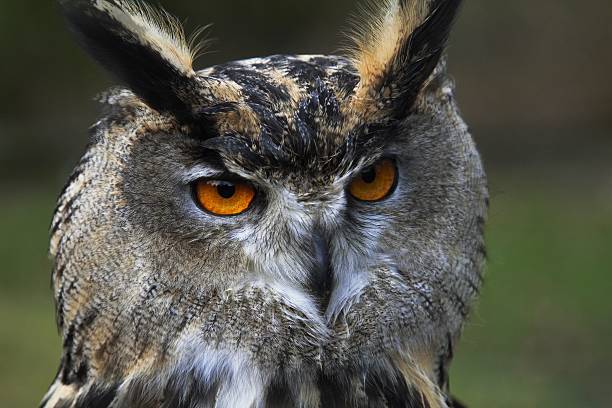 istock frontal portrait of eagle owl 533029859