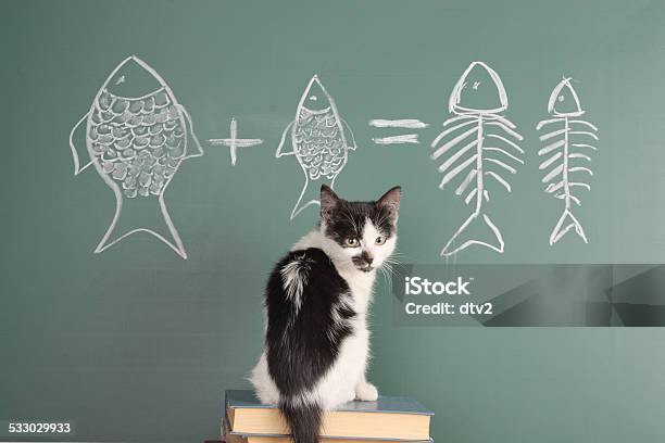 Cat Studying Arithmetic Stock Photo - Download Image Now - Domestic Cat, Chalkboard - Visual Aid, Fish