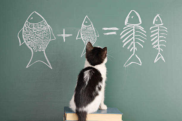 Joke Joke about a cat studying arithmetic undomesticated cat stock pictures, royalty-free photos & images