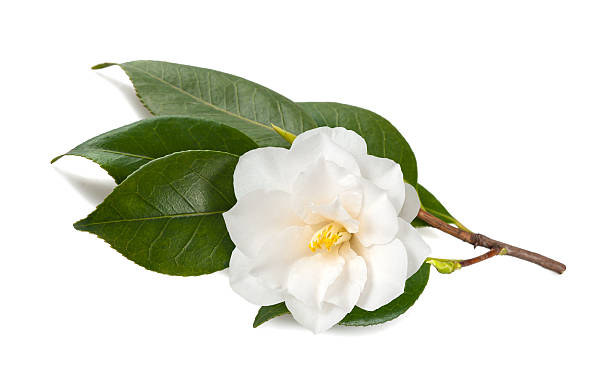 istock Camellia japonica 533030643
