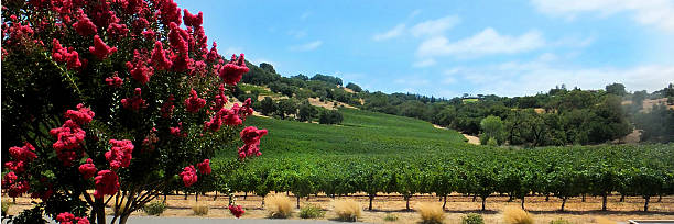 vino vinyard - vineyard sonoma county california panoramic foto e immagini stock