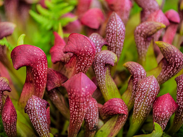 istock Zantedeschia Plant 533031269