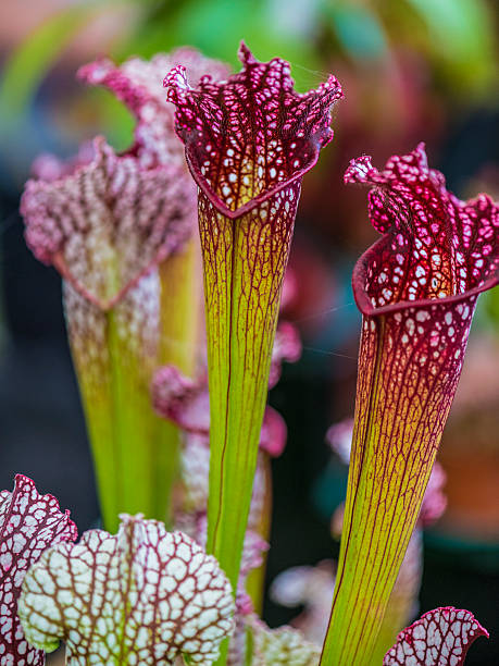 istock Zantedeschia Plant 533031277
