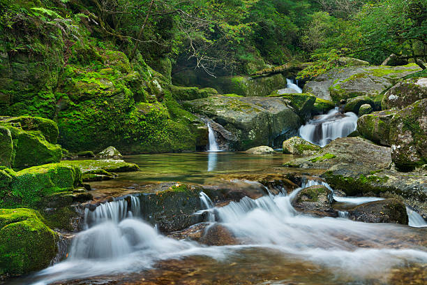 regenwald-fluss in yakusugi land auf der insel yakushima, japan - waterfall rapid landscape woods stock-fotos und bilder