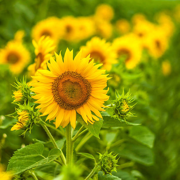 istock sunflowers at the field in summer 533033849