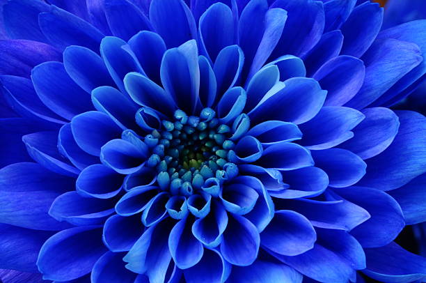 istock Macro of blue flower aster 533035579