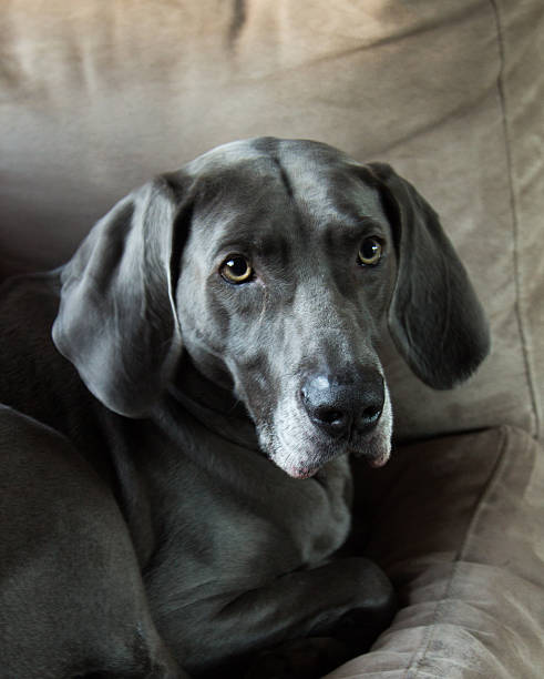 istock Baron is in the House! 533035897