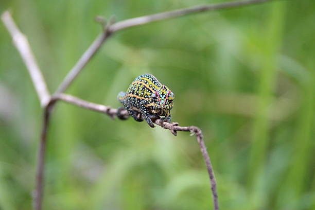 istock Jewelled chameleon, Madagascar 533035923