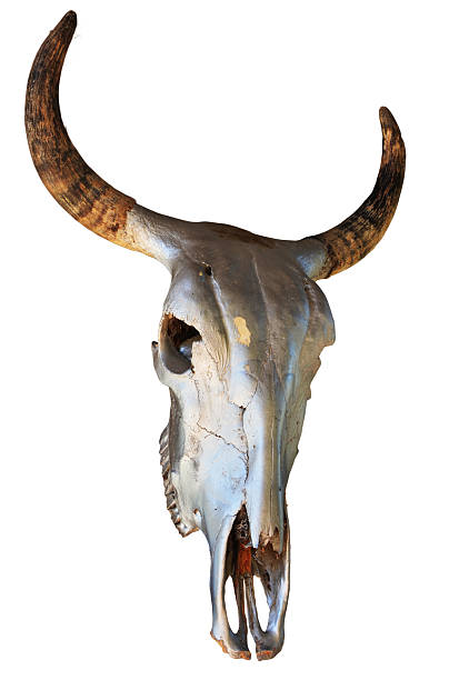 istock Head skull of bull 533035945