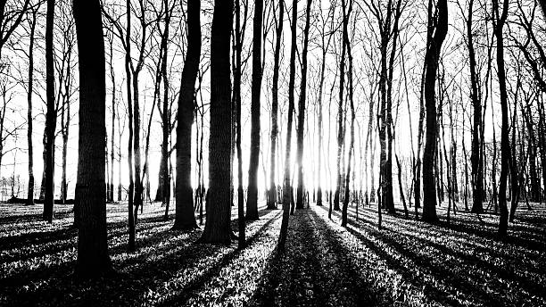 shadows of trees in spring forest stock photo