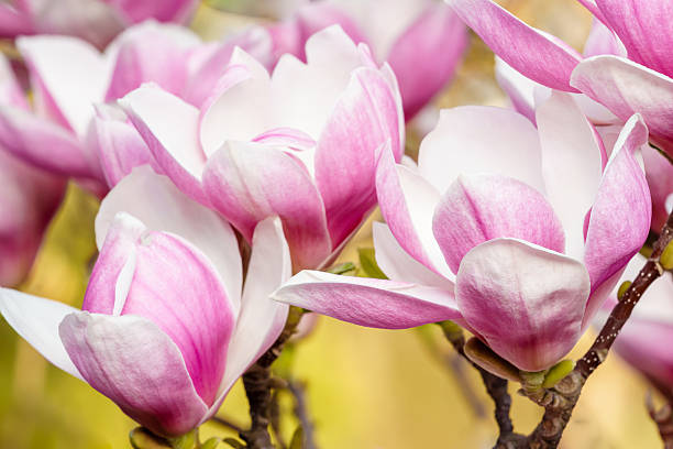 beautiful rose magnolia blossom in spring stock photo