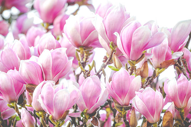 beautiful rose magnolia blossom in spring stock photo