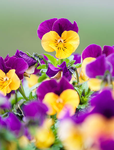 wonderful colors of the flowers of pansies stock photo
