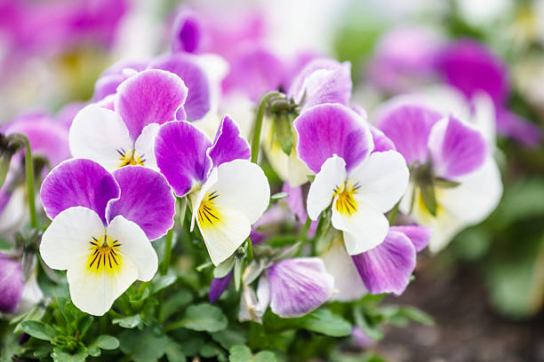 wonderful colors of the flowers of pansies stock photo