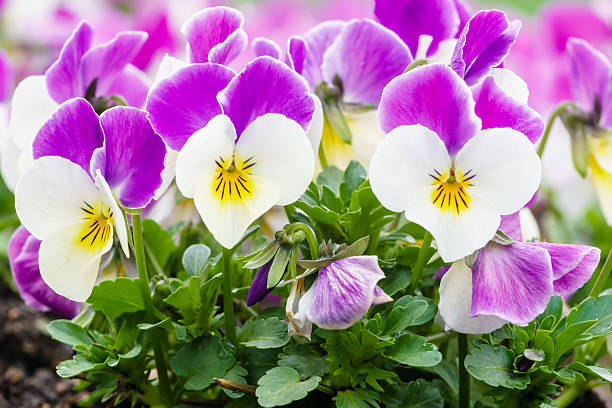 wonderful colors of the flowers of pansies stock photo